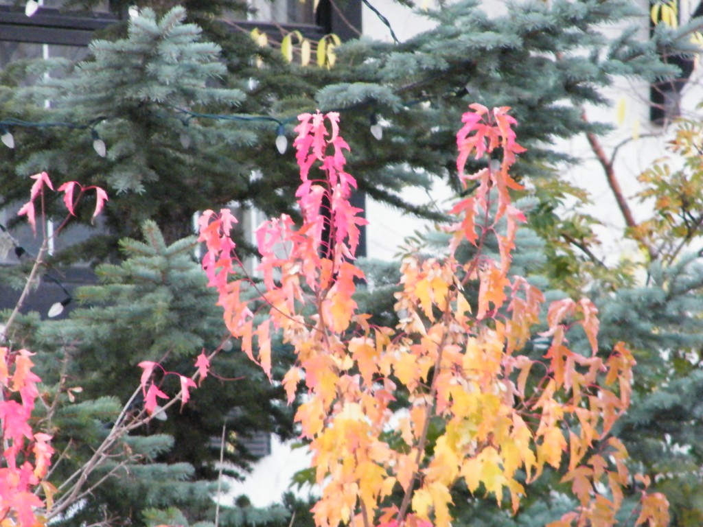 Fall Colours