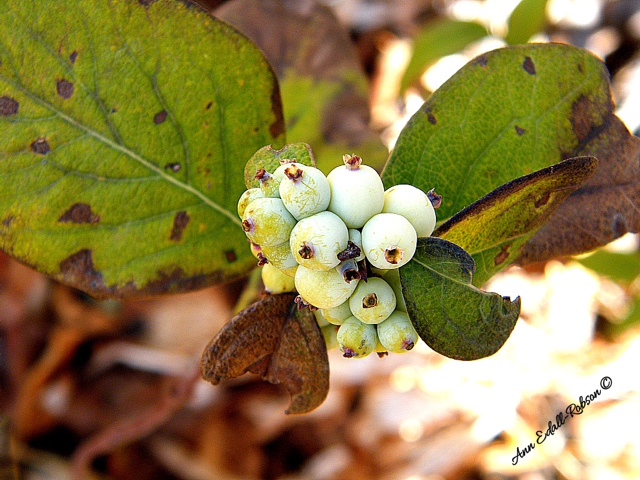 Snowberries