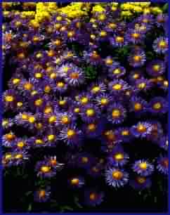 Marigolds make great border plants and keeps away the bugs.