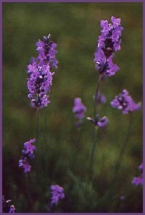 Lavender is a versatile plant to make many crafts from. 