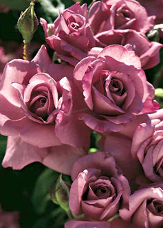 The gift of flowers can say more than just words.