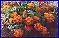 marigold jpg