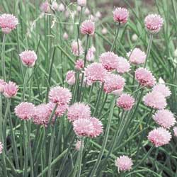 History, recipes and growing onions and garlic