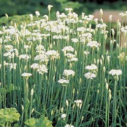 History, recipes and growing onions and garlic
