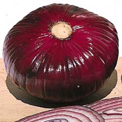 History, recipes and growing onions and garlic
