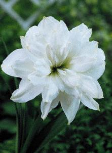 Aztec Amaryllis, available at LandscapeUsa