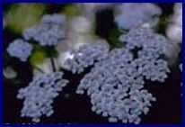 Yarrow makes a great border plants and keeps away the bugs.